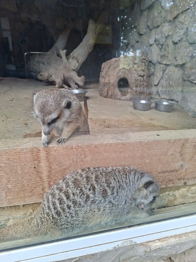 This image shows two meerkats inside an enclosure, possibly at the Bardar Zoo in Moldova. One meerkat is positioned in the foreground, with its back to the camera, appearing to be sniffing at the ground near a wooden beam. It has a striped pattern on its back and tail. The second meerkat is in the background, poking its head and front paws over the wooden beam, also looking downwards. The enclosure features a sandy floor, a large piece of driftwood, a hollow log with an entrance, and stone walls. Two metal bowls, likely for food or water, are visible in the background. The meerkats are the primary subjects, and their actions suggest foraging or exploration within their habitat. The overall environment is designed to mimic a naturalistic setting for the animals.