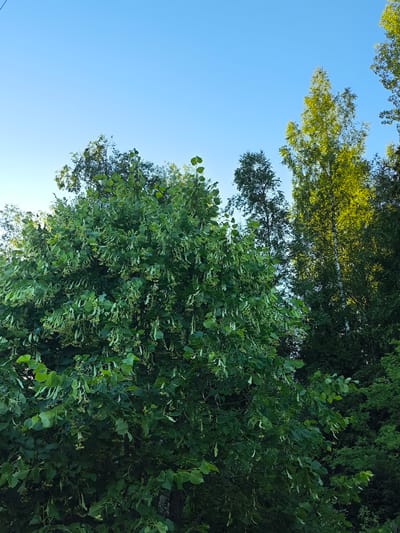 The image depicts a view of trees against a clear blue sky. The foreground is dominated by a large, leafy tree with small green seed pods hanging from its branches. In the background, other trees are visible, including a tall, slender tree with bright green foliage that appears to be illuminated by sunlight, and darker, denser foliage behind it. The setting suggests an outdoor natural environment, possibly a park or a wooded area. The image was taken in Гудок Снт, Russia. There are no people or animals in the frame.