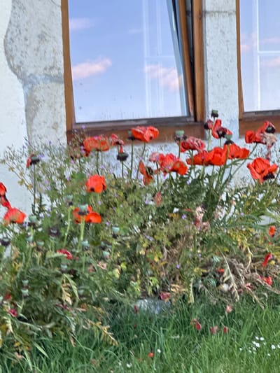 This is a medium-shot, eye-level, outdoor, natural light photograph of a cluster of red poppies in front of a building with a wooden-framed window. The poppies are in various stages of bloom, with some fully open and others still in bud. They are interspersed with green foliage and some smaller purple flowers. The building wall to the left is rough and textured, appearing to be made of stone or stucco. The window reflects a blue sky with scattered clouds. The ground in front of the poppies is covered in green grass with a few small white flowers. The scene is tranquil and serene. The location is not identifiable as being in the city of Le Sentier, Switzerland.