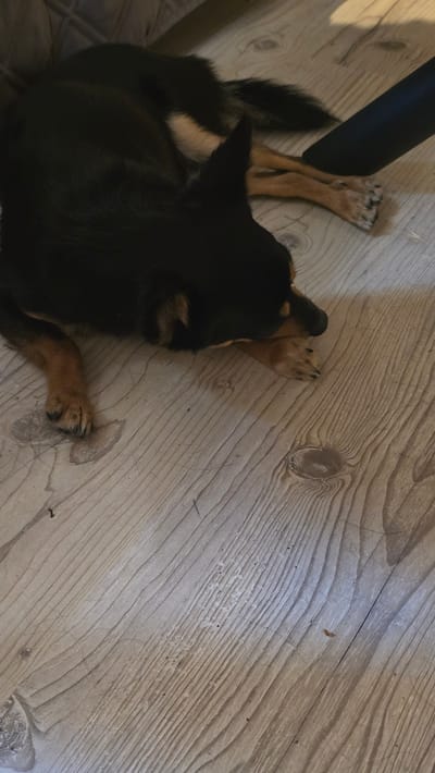 The image shows a small dog lying on a light-colored wooden floor. The dog has black and tan fur and appears to be sleeping or resting. Its paws are visible, and one front paw is resting near its head. The dog is positioned in the lower left quadrant of the image.
The wooden floor has a visible grain pattern and appears to be natural wood or laminate flooring. There are some lines and slight imperfections on the floor. In the upper left corner of the image, a dark, cylindrical object, possibly a chair leg, is partially visible, casting a shadow on the floor. The lighting suggests an indoor setting, likely during the day, but the time of day and weather are not explicitly indicated. No text is visible in the image. The scene conveys a sense of calm and domesticity.