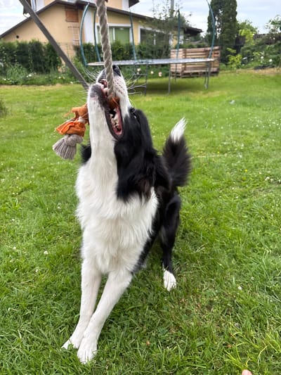 The media file shows a medium shot of a black and white Border Collie playing tug-of-war with a rope toy in a grassy yard. The dog is lying on its side, holding the rope toy firmly in its mouth, with its teeth visible. Its body is mostly black with white markings on its chest, legs, and tail. The rope toy is thick and appears to be made of natural fibers, with a section of orange fabric and a gray tassel at one end.

The background consists of a green lawn with scattered white wildflowers, suggesting a sunny day. In the distance, a light yellow house with a dark roof is visible, along with some trees and vegetation. A wooden pallet structure can also be seen, possibly a part of the yard's decor or a functional item. The image is oriented vertically, with the dog's head towards the left and its hind legs towards the right. The focus is on the dog and its interaction with the toy, capturing a moment of playful energy. The setting appears to be a residential backyard, likely in Mārupe, Latvia, given the provided location context. There is no visible text in the image.