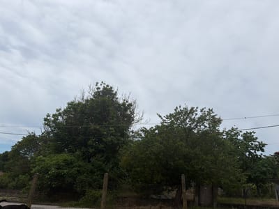 The image presents a view in Sitovo, Bulgaria. Predominantly, the scene consists of overcast skies that occupy the upper half of the frame. The lower half is dominated by a series of densely packed green trees, their canopies forming an uneven skyline. In the foreground, a weathered fence runs horizontally, partially obscured by vegetation. Some concrete posts support the fence. Powerlines traverse the upper section of the trees, visible against the sky. To the left, there is what appears to be a partially obscured vehicle. The lighting is diffused due to the cloudy conditions.