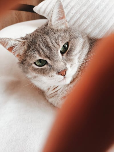 A close-up shot shows a tabby cat with green eyes resting on a white, textured surface. The cat's head is tilted slightly, and its gaze is directed forward. A blurry, orange-toned object, possibly a finger, is partially obscuring the right side of the image. The background is a soft white fabric, and a dark object, possibly a piece of furniture, is visible in the upper left corner. The lighting is soft and natural. The location is Unknown, Unknown.
