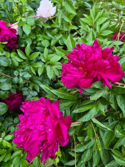 This image captures a vibrant display of peonies and foliage, likely in a garden setting, located in Hlevakha, Ukraine. The foreground is dominated by two large, fully bloomed peonies in a deep magenta or fuchsia color. Numerous small water droplets are visible on their petals, indicating recent rain or dew. The petals are ruffled and dense, showcasing the flower's intricate structure.

In the mid-ground and background, dense green foliage, primarily of peony leaves, fills the frame. These leaves are also covered in water droplets, appearing fresh and healthy. The leaves exhibit various shades of green, from brighter lime green to deeper emerald tones. Interspersed within the green foliage, particularly in the upper left background, is a blurred white or very pale pink peony, also in bloom. Another blurred magenta peony is partially visible in the lower left background, contributing to the depth of the scene.

The composition is a close-up, focusing on the natural beauty of the plants. There are no people visible, and the scene is entirely botanical. The lighting appears soft, consistent with an overcast sky or diffused light following precipitation.