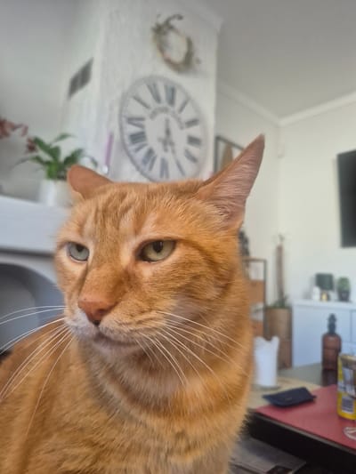 An orange tabby cat with green eyes is captured in a close-up shot, looking to its left with a slightly judgmental expression. The cat is positioned in the foreground, with its head and shoulders filling most of the frame. Its whiskers are prominent and spread out. The background is blurred, but appears to be an indoor setting. A large decorative clock with Roman numerals is visible on the wall behind the cat. To the left of the clock, a potted plant can be seen. In the further background, a white cabinet or dresser is visible, adorned with decorative objects including a bottle. The lighting is bright, suggesting it's daytime. The cat's fur is a warm orange color, with darker stripes visible on its head and body. The image is taken from a slightly low angle, looking up at the cat. The scene does not provide any information about the city of Castelló d'Empúries, Spain.