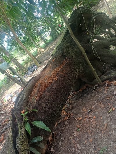 The scene is a wooded area within the city of Cotorra, Colombia, captured with a slight counter-clockwise rotation. A large, dark brown tree trunk occupies the foreground and midground, extending diagonally from the lower left towards the upper right. Its rough bark features patches of organic growth and a prominent reddish-brown accumulation on its upper surface, consistent with wood dust or fungal activity. Gnarled roots are visible at the upper right extremity of the trunk. A slender, light-colored sapling or branch leans against the larger trunk on the right, while a small green plant grows from its base in the lower left. The ground is dark soil, sparsely covered with fallen leaves and seed pods. The background reveals numerous upright trees with lighter bark, forming a dense green canopy. Discarded items, including a light-colored plastic container or bag and dark refuse, are present in the mid-left background. A small, indistinct pink object is also observed within the background foliage. No individuals or specific actions are depicted.