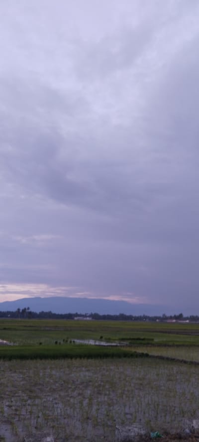 The image depicts a wide expanse of rice paddies under a cloudy, overcast sky. In the foreground, the paddies are filled with shallow water, reflecting the muted light. Further back, there are more lush green rice fields, and a line of trees separates them from a distant mountain range. The mountains are a deep blue-purple hue and are partially obscured by haze. A few small structures are faintly visible amongst the trees. The overall scene suggests an agricultural landscape in Rayeuknaleung, Indonesia, possibly during the early morning or late evening, given the subdued lighting and the absence of strong shadows. There are no people or discernible actions taking place in the image. The environment is predominantly natural, with human elements limited to the cultivated fields and distant buildings.