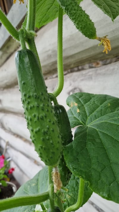 The image shows a close-up of a cucumber plant with several developing cucumbers. One large cucumber is prominent in the foreground, covered in small bumps. Behind it, another smaller cucumber is visible, along with a large green leaf that has some yellowing spots. The plant's stem is hairy and green, with tendrils reaching out. In the background, a weathered wooden structure or fence is out of focus. A small yellowed flower is also visible on the plant. The overall setting appears to be outdoors, possibly in a garden or allotment, given the presence of the plant and the rustic background. The location is specified as Солнечная Поляна-3 Снт, Russia.