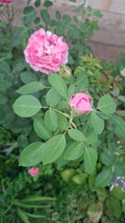 The image displays a close-up view of pink rose buds and a partially opened rose surrounded by lush green foliage. The setting appears to be an outdoor garden, possibly in Gazalkent, Uzbekistan, given the location context. The rose bud in the center of the frame is tightly furled, with delicate pink petals peeking out. Tiny water droplets are visible on the petals and leaves, suggesting recent rain or dew. To the left, a fully bloomed pink rose is captured, its petals intricately layered. The surrounding leaves are a vibrant green, creating a natural and serene backdrop. The lighting suggests it might be daytime, with soft, diffused light. The scene evokes a sense of natural beauty and tranquility, highlighting the delicate details of the roses and the freshness of the garden. There is no visible text in the image.
