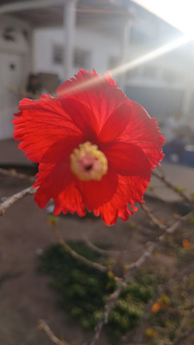 A close-up shot shows a vibrant red hibiscus flower with a yellow center. The flower appears to be in full bloom, its petals exhibiting intricate textures and patterns. The foreground and background are out of focus, creating a shallow depth of field. The flower is bathed in sunlight, casting soft shadows and highlighting its vibrant color. The city of Barcelona, Venezuela, is not visible in the image. The background contains some blurred elements of the environment, including branches and green foliage, but without clear detail to determine the location.