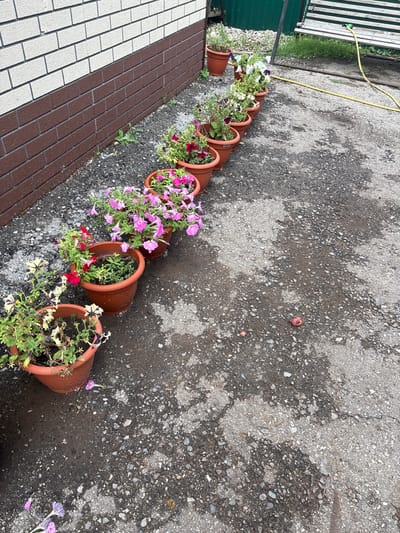 In Kinel'-Cherkasy, Russia, an outdoor scene displays a row of potted plants lined up along a paved area next to a brick wall. The brick wall, lower section dark brown and upper section light beige, borders the paved area, which appears to be a driveway or path. The pots, made of terracotta-colored plastic, contain various flowering plants, predominantly petunias in shades of pink, purple, and white, with some red and yellow-variegated flowers also present. Some of the plants show signs of wilting or browning leaves. In the background, a wooden swing set is visible, along with a yellow garden hose. The ground surface is rough and textured, with patches of dampness and scattered small stones and debris. There are no people visible in the image.