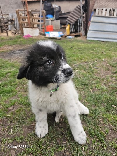 A black and white puppy, exhibiting a black head and ears with a white blaze on its forehead and nose, and a white body with dark speckles on its legs, is seated on a patch of grass and bare earth in Dobroslavtsi, Bulgaria. The puppy wears a light green collar with a silver D-ring and is looking towards the upper right of the frame. The background reveals a cluttered outdoor area containing stacked wooden pallets, various dark objects, red and yellow plastic containers, corrugated metal sheets, and visible fencing elements.