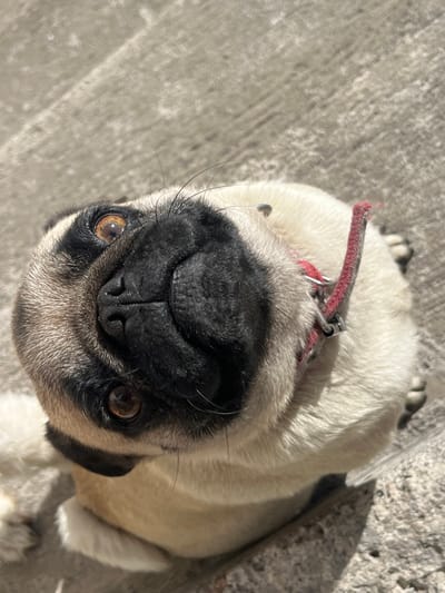 A fawn pug with a black mask and brown eyes sits looking up at the camera. The dog wears a frayed red collar. The pug has a wrinkly face and short fur. The background is a concrete surface with sunlight casting shadows. Part of another dog, possibly white, is visible in the upper left corner.