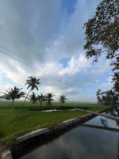 A wide-angle, slightly low-angle shot captures a serene landscape of rice paddies and coconut trees under a cloudy sky in Tambakreja, Indonesia. The foreground features a dark, reflective canal with a concrete edge and two fallen palm logs lying across it. The water mirrors the sky and the surrounding greenery. Beyond the canal, vibrant green rice paddies stretch towards the horizon, dotted with small ponds and several slender palm trees. In the upper left and right corners, the branches of mature trees frame the scene. Power lines traverse the sky horizontally, with a few small birds perched on them. The overall atmosphere is peaceful and natural.