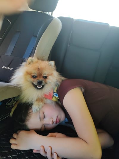 A small, fluffy Pomeranian dog with a happy expression is perched on the head of a young person who is sleeping in the back seat of a car. The dog is wearing a red bandana. The young person is lying on their side, with their arm resting on their lap. The car's interior is visible, including the dark upholstery of the seats and a "BEST BABY" label on a car seat. The scene appears to be within the city of Molodegniy, Russia.