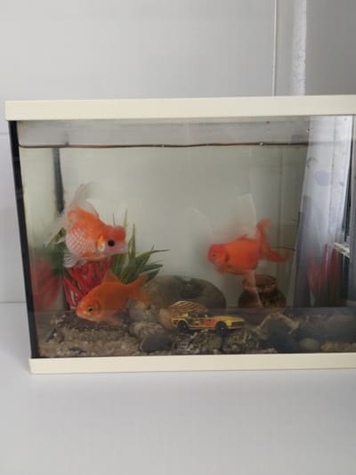 The image shows a rectangular fish tank containing three goldfish. The tank is on a white surface, likely a countertop or shelf, with a light gray wall in the background. The water in the tank is clear. One goldfish, a fantail variety, is orange and white and positioned on the left side of the tank. Another goldfish, entirely orange, swims in the middle of the tank, slightly behind the fantail. A third orange goldfish is on the right side, moving towards the front of the tank. The tank's substrate is composed of small, light-colored pebbles. Decorative elements include a red artificial plant on the left, a smooth, dark rock in the middle, and a small, dark brown pot or ceramic decoration on the right. A yellow toy car with red and black accents is visible near the bottom center of the tank, resting on the pebbles. The tank has a white frame around the top. The presence of water, fish, and tank decorations indicates an aquarium setup. The scene does not contain any specific landmarks or contextual clues to pinpoint its location within Neuilly-Plaisance, France.