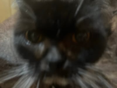 The image is a close-up, blurred, and out-of-focus photograph of a black cat's face. The cat's eyes are partially visible, appearing amber or golden in color. The fur is long and appears dark, with some lighter greyish tones, particularly around the muzzle and whiskers, which are prominent and fanned out. The background is out of focus and appears to be an indoor setting with warm, muted tones, possibly a wall or furniture. The overall lighting is dim. There is no indication of Zudilovo, Russia, or any specific urban environment.