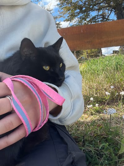 An outdoor scene in Tolhuin, Argentina, shows a black cat with green-yellow eyes being held by a person. The cat rests in the crook of a left arm, which is covered by a light-colored long-sleeved garment. A human left hand, wearing a silver-colored ring on the ring finger, is prominent in the foreground, holding a pink fabric leash with a reflective grey stripe. The person is also wearing dark-colored pants. The background features a wooden structure, likely a bench, behind which evergreen trees are visible under a blue sky with scattered white clouds. The ground consists of green and dry grasses with several small white wildflowers in bloom.