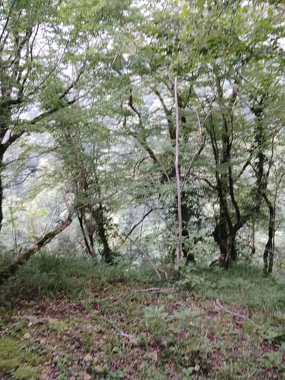 The image depicts a dense forest scene in Bangveti, Georgia. The foreground consists of a grassy area with fallen leaves and moss. Dominating the midground and background are numerous trees with lush green foliage and dark, gnarled branches. Sunlight filters through the canopy, creating dappled light and shadows. The overall impression is one of a natural, untamed environment.