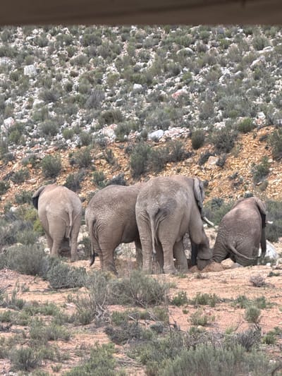 The image, oriented correctly, displays a scene of four African elephants navigating a dry, rocky hillside under natural daylight. The photograph is taken from a slightly elevated perspective, looking down onto the sloped terrain.
In the upper right portion of the frame, the hindquarters and tail of a large adult elephant are visible, appearing to ascend the slope. Below and to its left, a second adult elephant is more completely in view, showcasing its wrinkled grey skin, sturdy back, and a visible trunk. Further down the slope, behind the second adult, the back and hind legs of a third, possibly sub-adult, elephant are discernable. Closest to the bottom of the visible group is a small elephant calf, its compact form suggesting it is part of the family unit.
The elephants are traversing a rugged landscape characterized by a mix of light-colored rocks, patches of reddish-brown soil, and sparse, low-lying green and brown scrub vegetation. The terrain appears uneven and somewhat challenging, indicative of a semi-arid or rocky mountainous region. The overall environment suggests a natural habitat typical of African wilderness.
The time of day appears to be daytime with clear weather conditions, as indicated by the natural light. There are no people or artificial objects apart from a dark, blurry band on the far left edge of the original image, which might be part of a vehicle or viewing platform. No text is visible in the media file. The elephants seem calm, moving deliberately across their habitat in Witzenberg Local Municipality, South Africa.