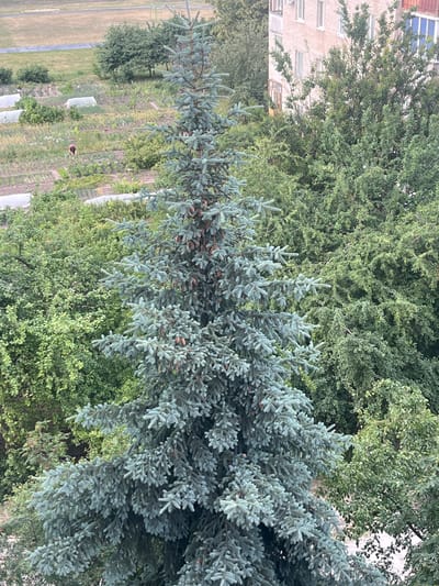 The image shows a detailed view of a blue spruce tree in the foreground, with its branches laden with cones. Behind the spruce, a lush green canopy of deciduous trees forms a dense backdrop. In the distance, a multi-story brick building with numerous windows is visible, partially obscured by foliage. Below the trees and to the left, a garden plot is laid out, with rows of plants and some covered with white protective material. A person wearing a pink shirt and dark pants is bending over in the garden, tending to the plants. The overall scene suggests a residential area where gardens are maintained amidst urban structures and natural greenery. This location is identified as Kobryn, Belarus.