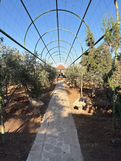 A stone pathway leads through a garden tunnel constructed of green metal arches and wire mesh. On either side of the path are rows of olive trees and cypress trees, casting dappled shadows on the ground. Two decorative stone bird baths, one on each side of the path, are visible. In the distance, at the end of the tunnel, a small red-roofed gazebo can be seen. The sky is clear and blue. This scene is located in the city of Al Qastal, Jordan.