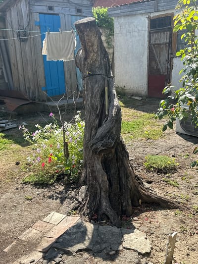 In Temryuk, Russia, a backyard scene unfolds under bright sunlight. The focal point is a thick, gnarled tree trunk, its rough bark textured and weathered. A small yellow object, possibly a tool, is wedged into a crevice of the trunk. A light-colored garment hangs from a clothesline strung between the tree and a weathered wooden shed with a bright blue door. In front of the shed, a cluster of flowering plants displays pink, white, and red blooms. The ground is a mix of dirt and scattered paving stones, some broken. To the right, part of a white air conditioning unit is visible, partially obscured by the leaves of a lush green bush. A second, older building with a rustic wooden door and peeling white plaster stands in the background.