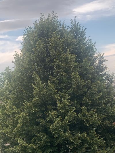 A large, lush green tree dominates the center of the frame, its dense foliage obscuring much of the background. The sky above is a mix of light blue with scattered white and gray clouds. The image appears to be taken from a slightly elevated perspective, looking up at the tree canopy. The location is identified as Khust, Ukraine. No people, animals, or discernible structures are visible within the frame, apart from the implied presence of a city beyond the tree.