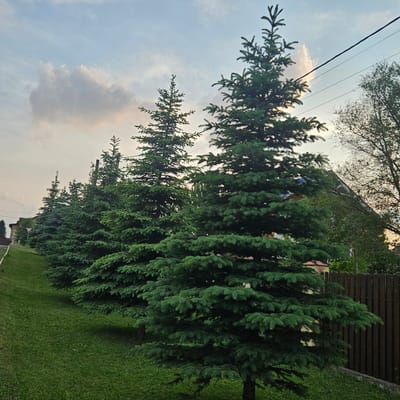 A row of mature, dark green spruce trees stands on a grassy slope to the left of a dark brown wooden fence. The trees are dense and full, with their branches extending outward. In the background, several houses with red-tiled roofs and light-colored walls are visible behind the trees. The sky above is a pale blue with scattered, wispy clouds. Power lines stretch across the upper portion of the image. The scene appears to be in a residential area in Pugachi, Russia.