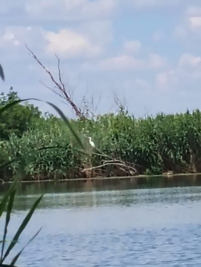 This image captures a serene natural scene by the water, likely in Bilyavka, Ukraine. The primary subject is a graceful white bird, possibly an egret, standing on a fallen branch that extends over the water. The bird is white with a long neck and beak, appearing alert.

The setting is a body of water with gentle ripples reflecting the sky. In the background, a dense line of lush green reeds or tall grasses forms a natural barrier along the water's edge. Above the vegetation, the branches of a dead tree reach out towards a bright blue sky dotted with fluffy white clouds. The overall atmosphere is peaceful and tranquil, suggesting a calm day, likely during daylight hours. The vegetation and the presence of the bird indicate a natural habitat, possibly a marshy area or a lake. There is no visible text in the image.