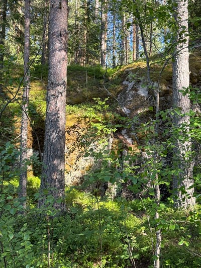 The image depicts a sun-dappled forest floor in Berezovo, Russia. Dominating the foreground are two thick pine trees with rough, textured bark, their trunks casting distinct shadows. In between and around them, lush green undergrowth, including small bushes and possibly berry plants, thrives under the sunlight filtering through the canopy. A large, moss-covered rock formation rises behind the trees, also illuminated by shafts of sunlight that highlight its rough, irregular surface and the golden-green moss clinging to it. The background shows a dense forest with numerous tall, slender trees, suggesting a natural, undeveloped area. The scene captures the essence of a peaceful forest environment in Berezovo.
