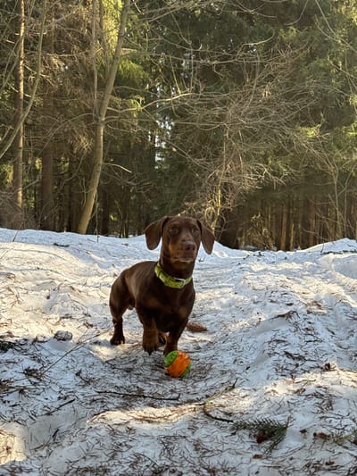 A solid dark brown, short-haired Dachshund dog with floppy ears and a lime green collar stands on a snow-covered forest path in the city of Zelenogradskiy, Russia. The dog faces slightly right of the camera, looking forward with its right front paw appearing slightly lifted. An orange and green textured ball rests on the snow directly in front of the dog. The ground consists of patchy, melting snow mixed with dark pine needles and sparse fallen twigs. The background features a dense forest composed of both bare deciduous trees and green coniferous trees, illuminated by sunlight filtering from the left, casting shadows across the snowy ground.