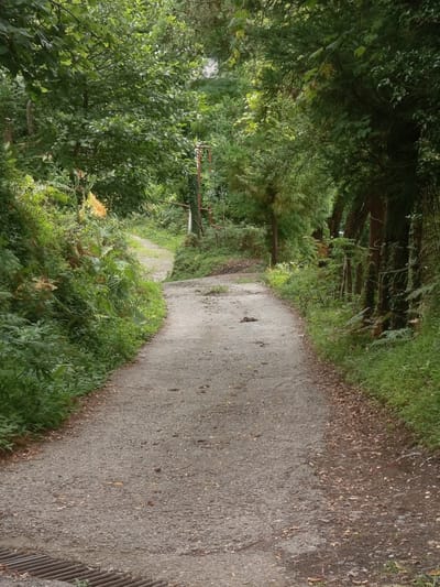 An outdoor, eye-level, vertical shot shows a gravel path curving through a dense, green forest. The path is made of light gray gravel and is slightly worn, with some scattered leaves and small debris. Lush green foliage and ferns line the left side of the path, with taller trees and dense undergrowth visible in the background. The right side of the path is also bordered by greenery, with a fence made of rusted metal posts and wire mesh visible further down. The path leads into the distance, disappearing around a bend. The overall atmosphere is one of a natural, secluded setting.