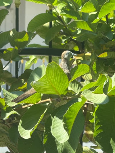 A bird, likely a Zebra Dove, is partially hidden among the vibrant green leaves and branches of a tree or large bush. The bird's head and upper body are visible peeking out from behind a large leaf on the right side of the frame, facing left. Its plumage shows distinctive grey and white barring.

The scene is dominated by numerous green leaves, some brightly illuminated by sunlight, revealing their intricate vein patterns, while others are in shadow. A dark vertical support pole is visible behind the foliage, and a lighter, out-of-focus background suggests a building or wall.

The bright highlights and distinct shadows on the leaves indicate it is daytime, likely sunny weather. The location context provided is Hua Hin, Thailand, which is consistent with the type of foliage and the presence of a Zebra Dove, a common species in Southeast Asia. There is no visible text in the image.
