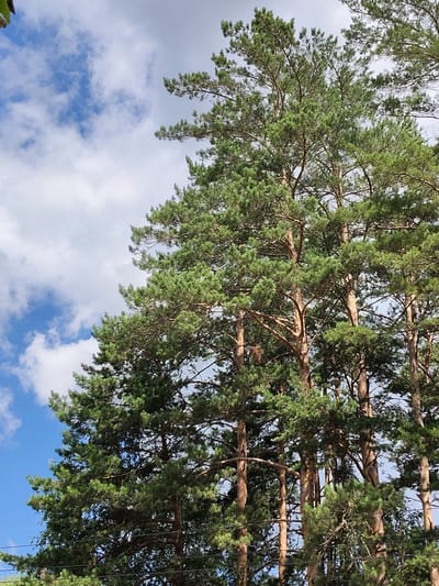 This media file is a vertical, eye-level photograph of a dense cluster of tall pine trees against a backdrop of a partly cloudy sky. The trees dominate the frame, with their green needles creating a textured canopy. The rough, textured bark of the tree trunks is visible, showing variations in color from light brown to reddish-brown. Some branches are bare, while others are laden with foliage. The sky is a mix of bright blue patches and fluffy white clouds, suggesting fair weather. The lighting indicates it is daytime, likely late morning or afternoon, with sunlight filtering through the trees. Horizontal dark lines, possibly power or telephone wires, are visible in the lower portion of the image, suggesting a proximity to human infrastructure. The setting appears to be a natural or semi-natural environment, such as a forest or park, with a sense of depth created by the overlapping branches and foliage. No people or animals are visible. The image evokes a feeling of natural beauty and perhaps a touch of tranquility due to the scale of the trees. There is no visible text in the image. The location context is Ходаево, Russia.