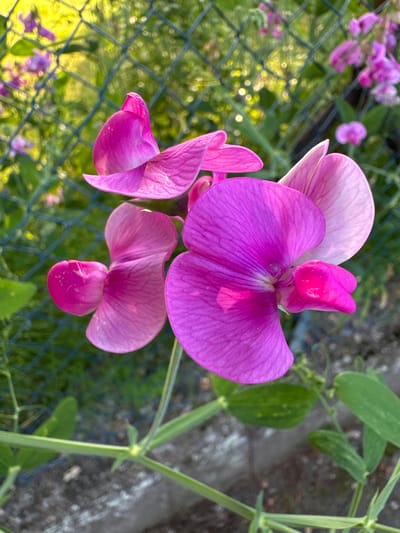 This media file is a close-up, top-down shot of a cluster of vibrant pink sweet pea flowers in bloom. The flowers are the primary subjects, with their delicate, ruffled petals in shades of magenta and soft pink. One large flower in the center displays a deep magenta hue, while other flowers around it show lighter pink tones. A thin green vine, characteristic of sweet pea plants, is visible on the right side of the frame, with several leaves and tendrils.

The flowers are positioned in front of a background that includes a green wire fence, through which blurry green foliage and other out-of-focus pink flowers are visible. Beyond the fence, a textured, grayish surface, possibly a wall or concrete, can be seen.

The lighting suggests it is daytime, likely late afternoon or early morning, given the warm, soft illumination that highlights the textures of the petals and casts gentle shadows. The overall mood is serene and natural, emphasizing the beauty of the blooming flowers. No people, text, or specific events are depicted. The location context of Bevern, Germany, adds a geographical element to the natural scene.