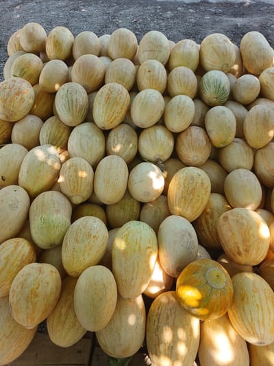 A large, outdoor pile of cantaloupes is displayed on a gray, gravelly surface. The melons are mostly light yellow with some showing faint green or orange striations. The majority are oval-shaped, with a few being more spherical. Some melons have a visible stem end. Sunlight casts shadows and highlights across the fruit, indicating it is daytime. The image appears to be taken at a market stall or roadside stand in Talmazar, Uzbekistan, given the context provided. There are no people or animals visible in the scene.