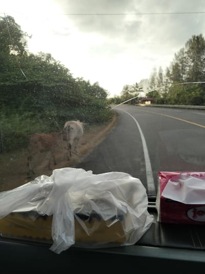The image depicts a rural roadside scene in Keudeunga, Indonesia, viewed through a cracked and spattered vehicle windshield. In the immediate foreground, inside the vehicle, a plastic-wrapped yellow object rests on a dark dashboard to the left, adjacent to a red rectangular "Joy" brand tissue box with a white tissue exposed, positioned to the right. Outside the vehicle, on the left dirt shoulder of a paved road, two bovines are present. A light-colored (pale grey/off-white) bovine is seen from behind, walking towards the left. Partially obscured behind it, a smaller, reddish-brown bovine stands stationary. The road, marked by a solid white line on the shoulder and double yellow lines (one solid, one dashed) in the center, curves gently to the right and recedes into the distance. Dense green foliage and trees line both sides of the road, with a small structure featuring a reddish roof visible through the trees on the far right. The sky is overcast with varying cloud cover, suggesting ambient daylight. No human figures are visible.