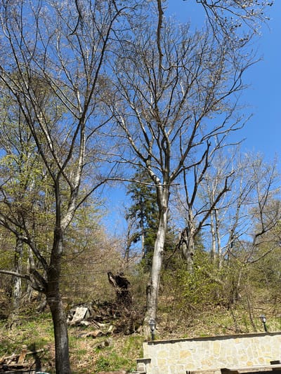 The image shows a natural environment, likely near or within a residential area, with a clear blue sky as the backdrop. Several bare trees with thin branches fill the upper portion of the frame, suggesting early spring or late autumn. Some trees show the beginnings of new growth with very small leaves appearing. A building with a stone facade is visible on the right edge of the picture. The foreground is dominated by vegetation, including green foliage and dry leaves. The presence of this building suggests the image might be in or near the city of Ichera, Bulgaria, though there are no clear details that confirm that the scene is located within Ichera or shows a specific location within that city.