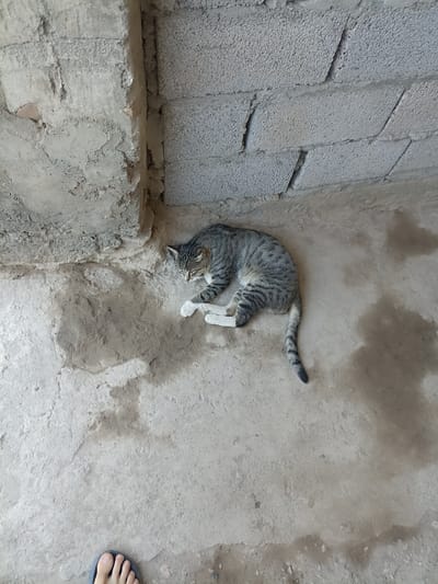 A tabby cat is lying on the floor in a corner of a room. The room has rough concrete walls and a floor. The cat is curled up and appears to be sleeping or resting. The image is taken from above, looking down at the cat. There is no indication of the city of Aygezard, Armenia in the image.