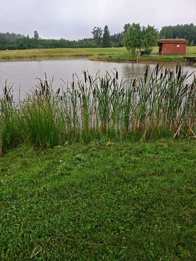 The image depicts a tranquil scene at a body of water, likely a pond, with a focus on the foreground where tall reeds and lush green grass dominate. Beyond the reeds, the calm water reflects the overcast sky. In the middle ground, a neatly maintained grassy area is visible, with several round hay bales scattered across it. A small wooden building with a green roof, resembling a boathouse or a small shed, stands to the right, adjacent to a wooden pier. The background is filled with a dense line of green trees, and further beyond, the sky is a uniform grey. The overall impression is one of a rural, peaceful setting, possibly a park or a private property near a lake or pond. The location is identified as Antāni, Latvia. There are no people or animals visible in the image.