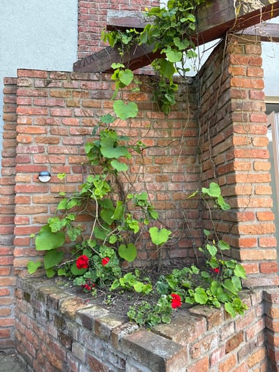 The image shows a brick structure with a climbing plant and red flowers. The structure is made of red bricks and has a wooden beam extending from the top. A small, round solar-powered light is attached to the left side of the brick wall. The climbing plant has large, green, heart-shaped leaves and thin vines. There are several red geranium flowers visible amongst the foliage. The scene appears to be in an outdoor setting. The image was taken on October 2nd, 2023, in Duszniki, Poland.