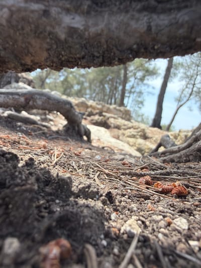 This close-up, low-angle photograph captures a detailed view of a forest floor and tree elements. In the immediate foreground, the ground is composed of dark, granular soil, extensively covered with dry, reddish-brown pine needles and several small, textured pine cones. Scattered among these are light-colored pebbles and visible tree roots, which crisscross the earth. The foreground is sharply focused, highlighting the intricate textures of the soil, needles, and cones.
On the right side of the frame, a large, dark-barked tree trunk rises vertically, its rough surface partially silhouetted. Another lighter-toned tree trunk or a substantial root structure extends from the midground on the left, displaying a similarly rugged texture. The natural lighting suggests daytime, with the sun illuminating the foreground and casting subtle shadows that define the contours of the ground and tree elements.
The background is softly blurred, revealing the upper parts of more trees, consistent with a pine forest canopy, set against a bright, clear sky. There are no human subjects or discernible activities taking place. The overall scene conveys a sense of tranquility and immersion in a natural environment, likely a wooded area or forest. The location context of Olèrdola, Spain, aligns with the visual cues of pine trees and Mediterranean forest characteristics. No visible text is present in the image.