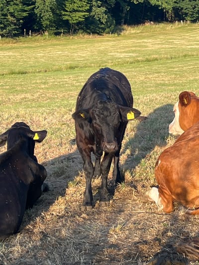 In a field in Wiera, Germany, three cows are present. One black cow stands centrally in the frame, facing forward. To its left, another black cow is lying down, viewed from behind. To the right of the central cow, two cows are partially visible, one with reddish-brown fur and white markings, and another with entirely reddish-brown fur. The ground is covered in dry grass and soil, with a shadow cast by the central cow. In the background, a line of trees forms a dense, green border against a bright, grassy field.