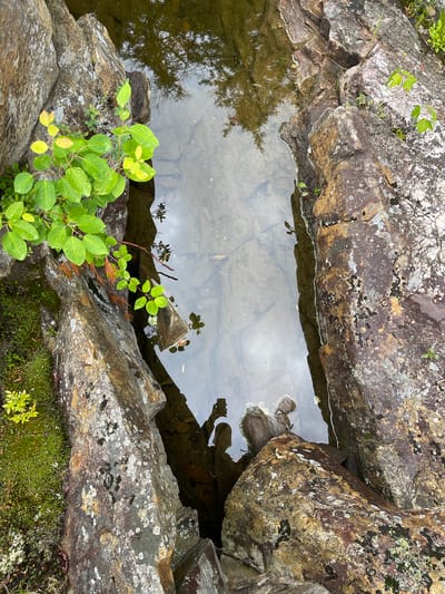 The image shows a close-up, high-angle view of a shallow pool of water nestled between large, weathered rocks. Lush green vegetation, including moss and small leafy plants, grows on and around the rocks. The water is clear enough to see the rocky bottom and reflections of the surrounding trees and sky. A shadow in the water appears to be a person holding a phone. The scene is natural and appears to be outdoors. There is no explicit information about the location in the Village of Lyons Falls, United States of America.