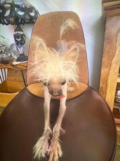The image, rotated 90 degrees clockwise, features a small, light-colored dog, likely a Chinese Crested breed, relaxing indoors. The dog is positioned within a brown, bucket-shaped bed or basket, with its head resting on the rim and its front paws extending outwards. Its body appears largely hairless, characteristic of the breed, while its head, ears, and paws are adorned with long, fluffy, off-white fur. Its dark eyes are visible, and a pink tongue is slightly extended, suggesting a relaxed or playful demeanor.
To the right of the dog bed, a larger, dark brown, curved surface is visible, possibly another piece of furniture or an extension of the dog bed. In the background, various wooden elements, including what appears to be a beam or shelf, are present. Below the dog bed, to the left, a section of an intricate stained-glass lamp with blue, green, and white patterns adds a decorative touch to the indoor setting. The scene is well-lit, indicating either daylight indoors or sufficient artificial lighting. The dog appears comfortable and content in its resting spot. There is no visible text in the image. The provided location context is Welshpool, United Kingdom, though this is not visually evident in the media.