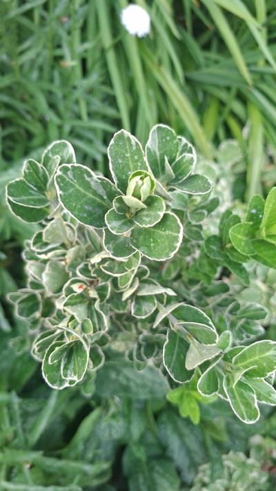 The image is a close-up, overhead shot of a variegated shrub with green leaves edged in white. The leaves are oval-shaped and appear somewhat waxy, with water droplets visible on some surfaces. The shrub is densely packed with foliage, creating a layered effect. In the blurred background to the left, a small white flower is visible, and behind it, out-of-focus green grass or foliage. The lighting suggests daytime, possibly after rain due to the water droplets and the overall soft lighting. The scene is natural, likely a garden or park. There is no text visible in the image. The setting is implied to be Gazalkent, Uzbekistan, but there are no specific visual cues within the image to confirm this location.