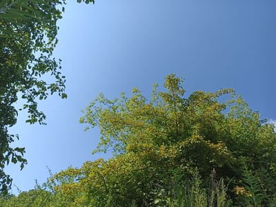 The image depicts a clear blue sky above a dense canopy of green trees and foliage. The viewpoint is from below, looking upwards. On the left side of the frame, branches with dark green leaves hang down, obscuring a portion of the sky. The majority of the image is dominated by the lush green leaves of trees, with some yellowing leaves interspersed, suggesting a late summer or early autumn setting. In the foreground, the tips of some tall green plants and dried stalks are visible. The scene appears to be an outdoor natural environment, possibly a park or a wooded area, within or near the city of Shpaniv, Ukraine. There are no people or specific objects clearly identifiable in the scene.