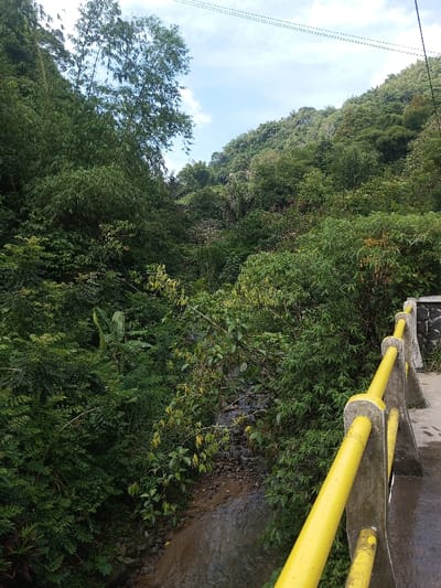 A dense green forest covers both sides of a valley. A stream flows through the bottom. The view is from a bridge with a yellow railing. Utility wires stretch across the sky. The foliage is lush and abundant. The overall scene suggests a remote, natural location.