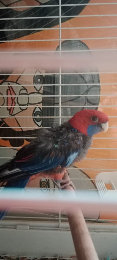 The image shows a close-up, horizontal shot of a colorful parrot perched inside a white wire cage. The parrot has a bright red head, blue cheeks and throat, and a grey and dark blue body with touches of green and red on its wings and tail. Its beak is white, and its eyes are dark. The parrot is facing to the right, with its body in profile. It is gripping a wooden perch with its feet.

The background of the cage is a colorful, cartoon-like pattern featuring large orange and white shapes resembling faces. Behind the cage, a wall with an orange and black striped pattern is visible. The lighting suggests it is daytime, likely indoors. There are no visible people in the image. The setting appears to be a domestic environment, possibly a home, given the cage and the decorative background. The overall impression is of a pet bird in its enclosure.